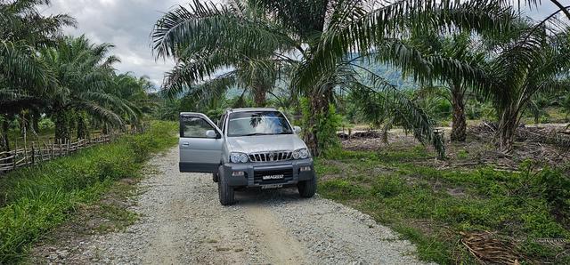 Kebun sawit 5ekar di Alor Serdang Bintang Setiu Terengganu 1