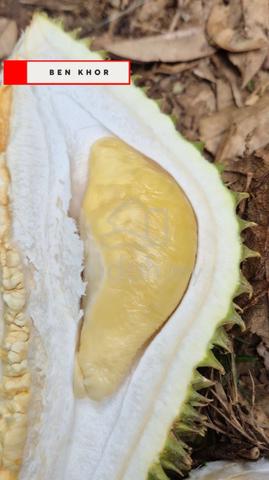 4.7 Acres | Old Trees Durian Farm | Lenggong | PERAK 1