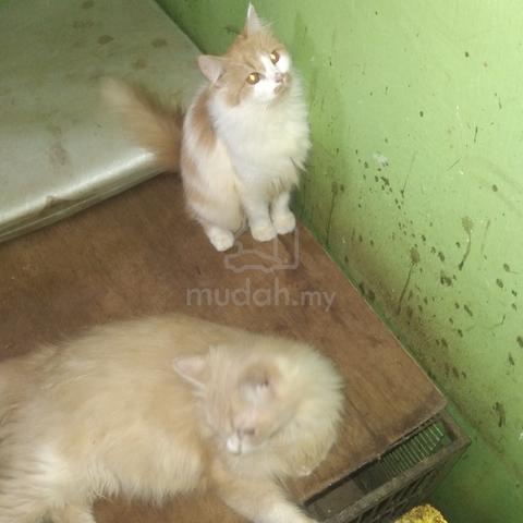 Lelong  kucing  parsi  anak  dan   besar  390   - photo 5 of 6