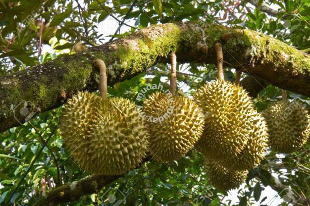 Durian Farm Land (10 acres), Balik Pulau, Pulau Pinang 2