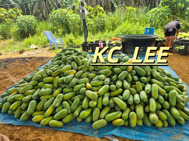 16.45 Acres Electric Fence Papaya Garden For Sale @ Selama , Kedah 1
