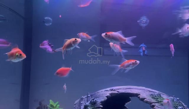 Ikan Glofish 8 ekor🐠🐟 - photo 3 of 6
