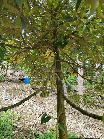 Kebun durian 1 ekar lot tepi jalan 1