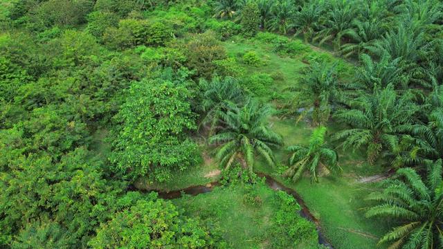 Tanah Pertanian Di Kampung Sungai Rotan, Gurun, Kedah 1