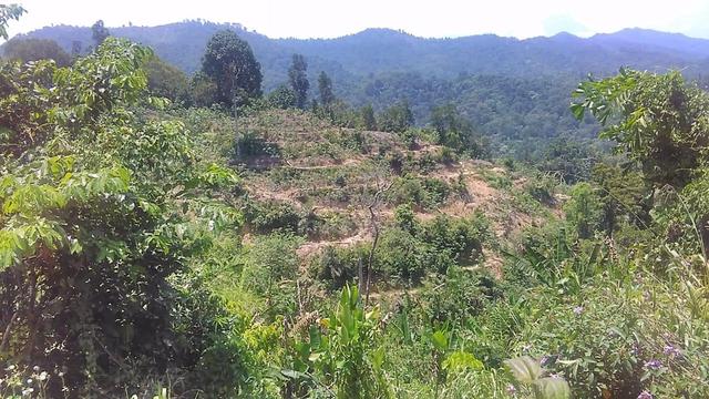 Agriculture land | Rubber Trees | Hill land | Tuaran 5
