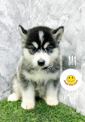 how much is an alaskan husky puppy