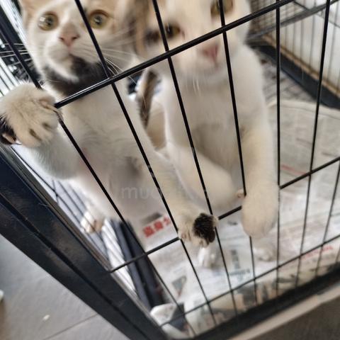 cat kucing - photo 5 of 5