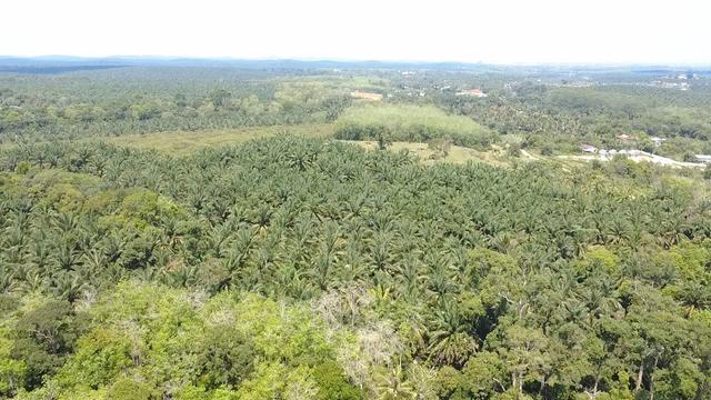 AGRICULTURE LAND | JALAN MUTIARA |Sungai Kod Karangan 5