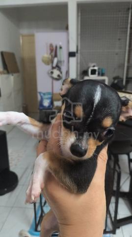 Special Offer ! Chihuahua puppy (female) - photo 4 of 5