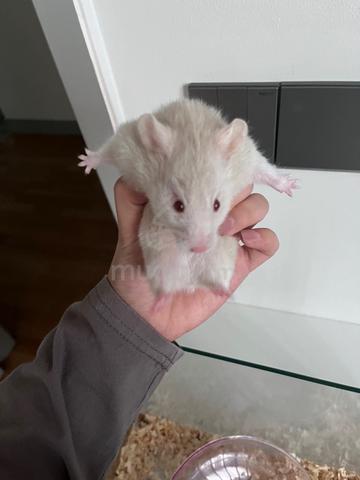 Syrian Hamsters - Pets for sale in Mont Kiara, Kuala Lumpur