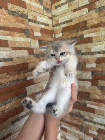 BSH Kitten Golden Blue - photo 3 of 6