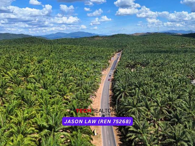 Oil Palm Kelapa Sawit | RM3 per sqf | Sungai Petani Near Sungai Lalang 1