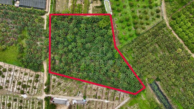 4 Acre 1st LAYER FLAT LAND Agricultural Land Putera Indah Batu Pahat 1