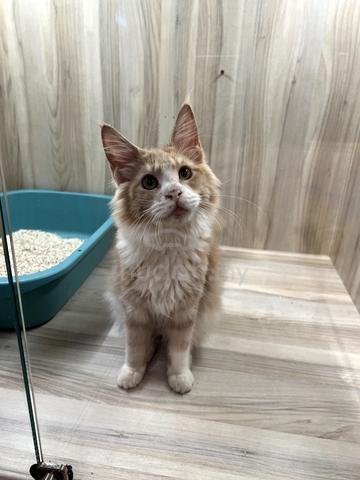 Carousel Image