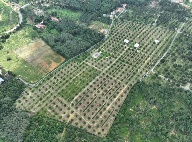 Land for Sale 1