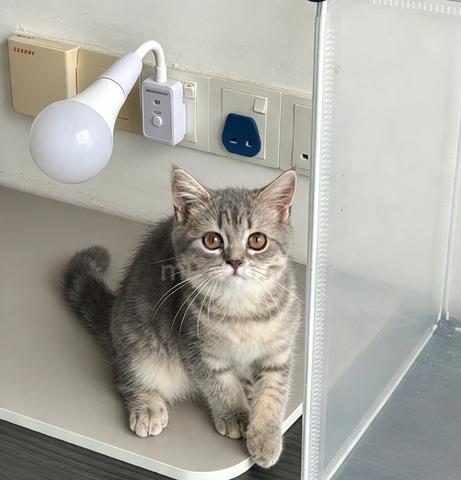 BSH kitten - photo 2 of 3