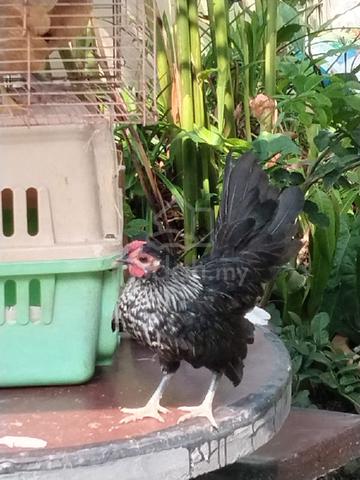 Ayam Serama Untuk Dijual - photo 5 of 6