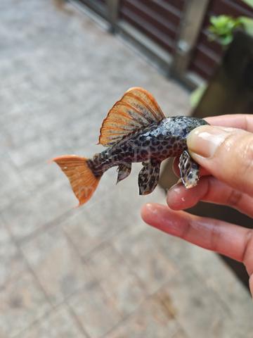 Pleco L600 - photo 2 of 5