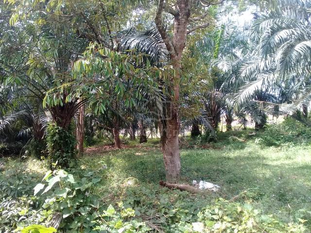 1.1 acre Agri Land at Linggi, Port Dickson, N. Sembilan 1