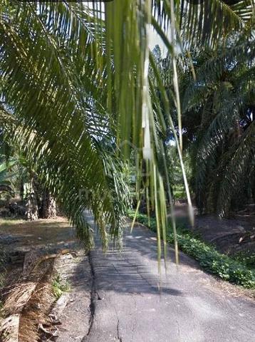 Tanah untuk disewa 1