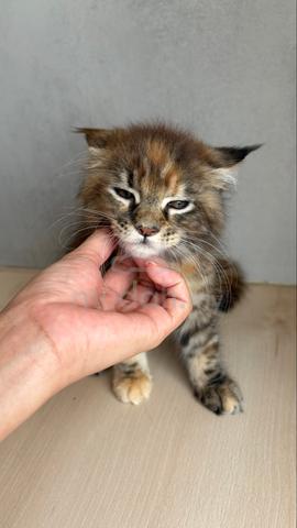 mainecoon kitten available for rehoming 🏡 - photo 3 of 3