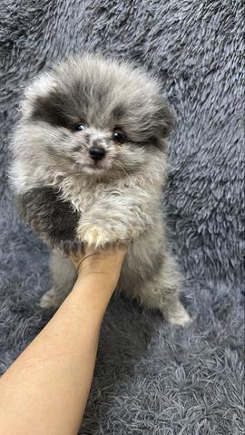 Blue Merle male Puppy M-1 - photo 6 of 6