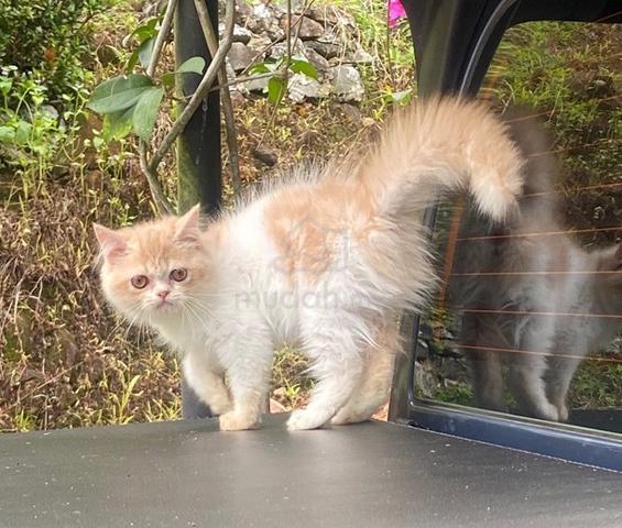 Carousel Image Selected