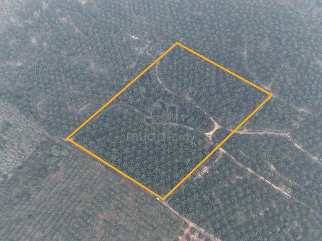 TANAH Kebun Kelapa Sawit 8.045 Ekar di Tunku Tiga, Segamat [MURAH] 1