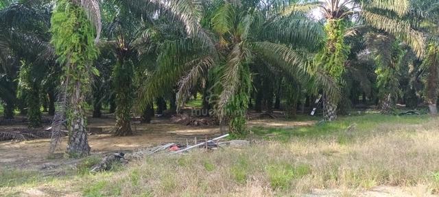 Lot bangunan for sale kg merbau pulas, ajil 1
