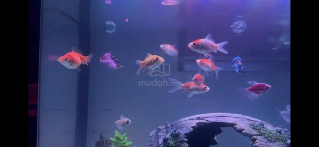 Ikan Common dan Comet Goldfish 7 ekor🐠🐟 - photo 6 of 6