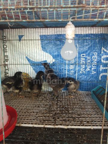 Anak ayam black Australorp  - photo 4 of 5