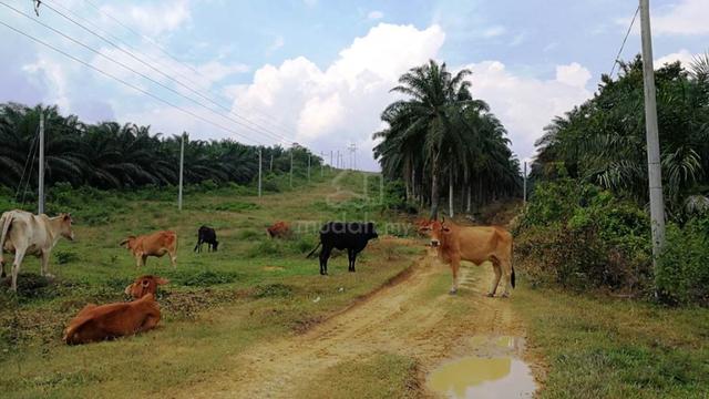 Tanah Agriculture Land Batang Berjuntai Bestari Jaya Kuala Selangor 1
