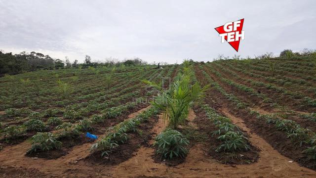 4.06 acre Residential Land |Replant Oil Palm Plantation| Junjong Kulim 1