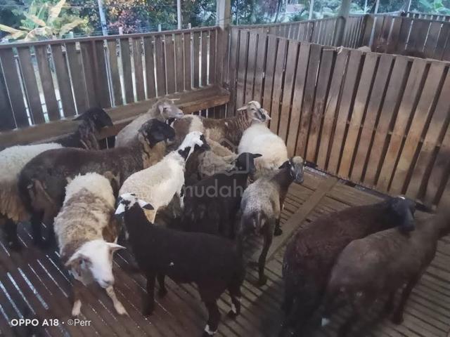 Kambing Aqiqah / Nazar / Kenduri - photo 2 of 6