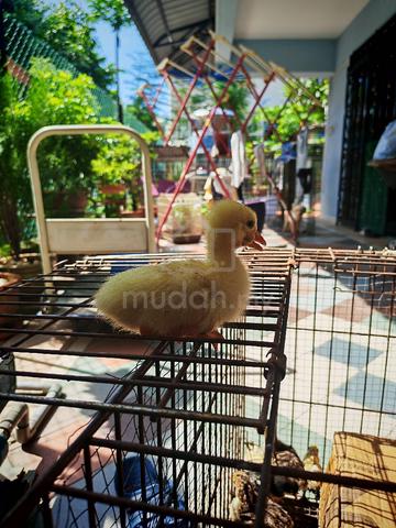 Carousel Image Selected