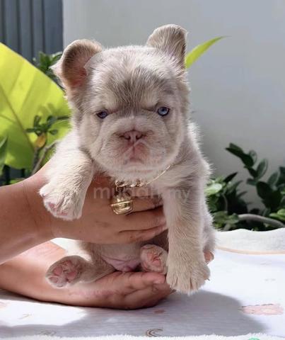 Carousel Image Selected