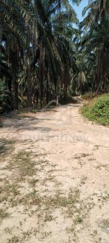 Agricultural Land for Sale at Kampung Batang Merbok Rembau 5