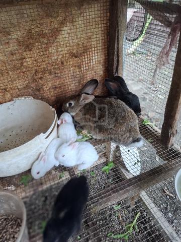 Carousel Image