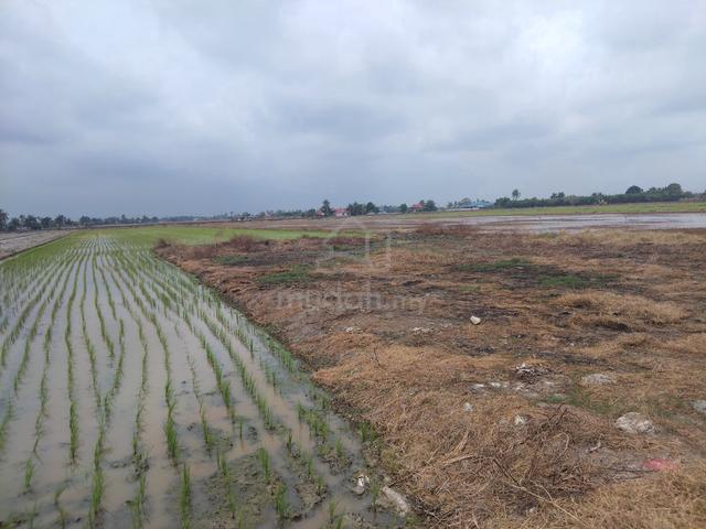 Tanah Sawah Sebahagian telah Di tambak Sg Besar 1