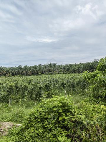 Tanah Premium 1