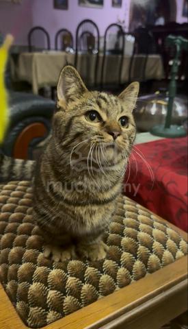 Kucing BSH Munchkin untuk dijual - photo 2 of 5
