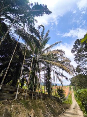 9.5 acres Oil Palm International Freehold Kota Tinggi 1