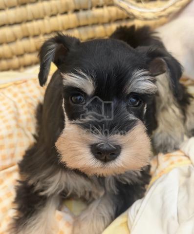 SCHNAUZER MINIATURE PUPPIES 6R75 🌻 雪纳瑞 Available - photo 2 of 4