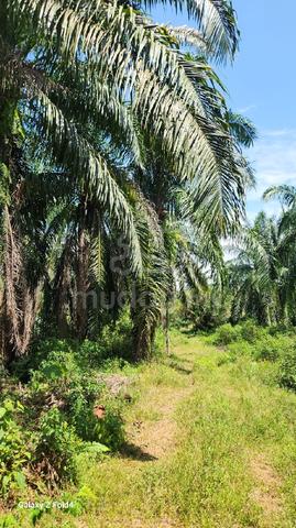 Land for sale near Puncak Alam,Sg Buloh 1