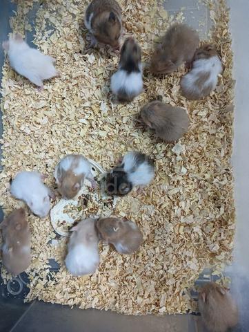 hamster syrian  - photo 4 of 5
