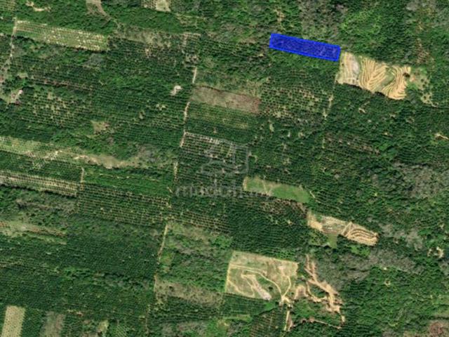 Tanah Pertanian 2.79 ekar , Rantau Panjang , Selama , Perak 1
