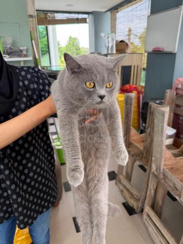 Bsh - photo 3 of 4