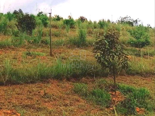 Kota Tinggi Durian Farm for Sale 1