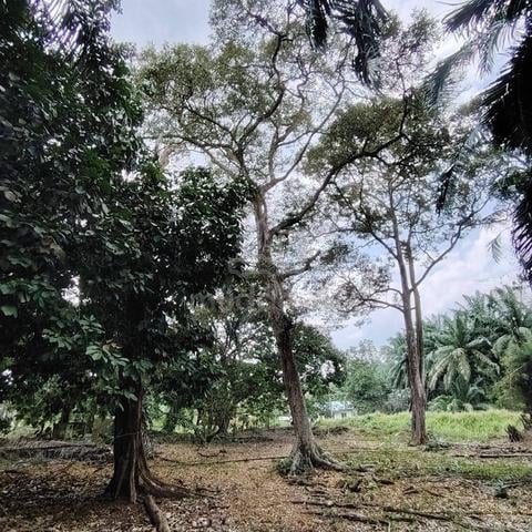 3.5 Acres Agriculture Land Parit Sulaiman, Pontian, Johor 1