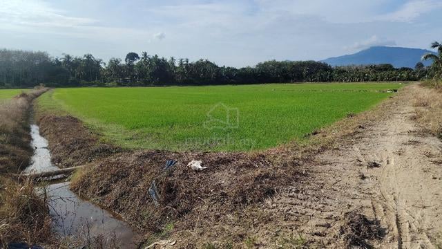 Tanah Bendang Pokok tai 1